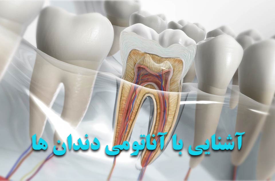 آشنایی با آناتومی دندان ها